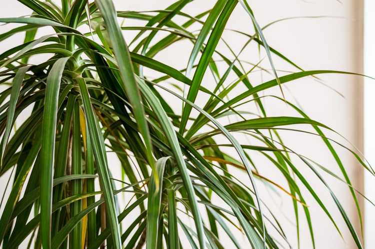 Mon Dracaena Perd Des Feuilles Raisons Pour Lesquelles Les Feuilles