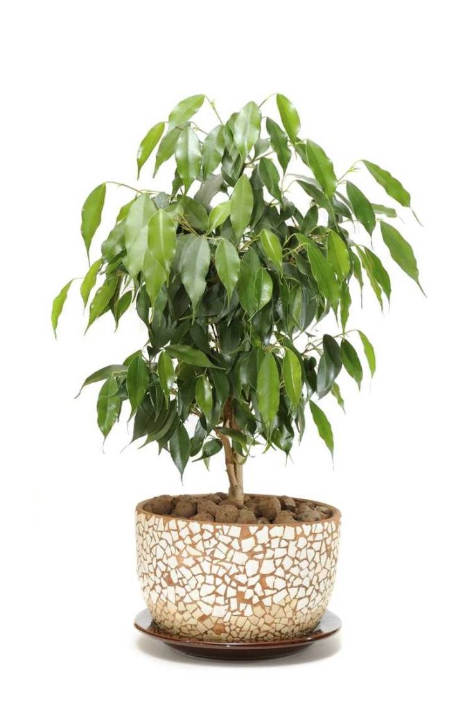 Plantes D Int Rieur Ficus Comment Prendre Soin D Un Ficus