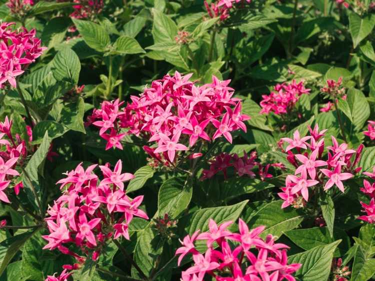 Lire la suite à propos de l’article Top 10 des fleurs respectueuses de la chaleur : des fleurs pour le temps chaud