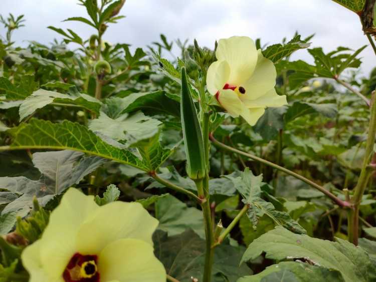 Lire la suite à propos de l’article Top 10 des légumes par temps chaud