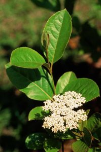 Lire la suite à propos de l’article Entretien des plantes Possumhaw Viburnum: Cultiver des arbustes Possumhaw Viburnum