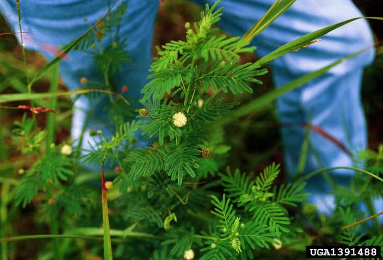 You are currently viewing Faits sur l'Illinois Bundleflower – Qu'est-ce qu'une plante de mimosa des prairies