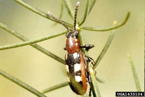 Lire la suite à propos de l’article Contrôler les chrysomèles de l'asperge : traitement biologique contre les chrysomèles de l'asperge