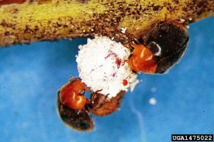 Lire la suite à propos de l’article Les destructeurs de cochenilles sont-ils bons : découvrez les destructeurs de cochenilles bénéfiques