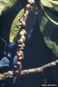 Lire la suite à propos de l’article Magnolia attire les guêpes – Les feuilles de magnolia deviennent noires à cause des insectes