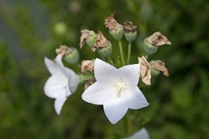 Lire la suite à propos de l’article Propagation des fleurs en ballon : conseils pour la culture des graines et la division des plantes à fleurs en ballon