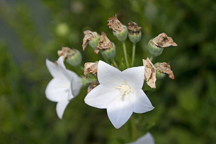 You are currently viewing Propagation des fleurs en ballon : conseils pour la culture des graines et la division des plantes à fleurs en ballon