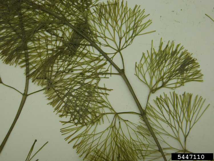 You are currently viewing Carolina Fanwort Info – Comment faire pousser du Cabomba Fanwort dans un aquarium