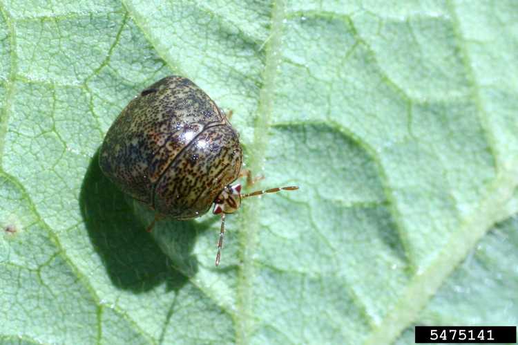 Lire la suite à propos de l’article Kudzu Bug In Garden – Comment contrôler les insectes Kudzu sur les plantes
