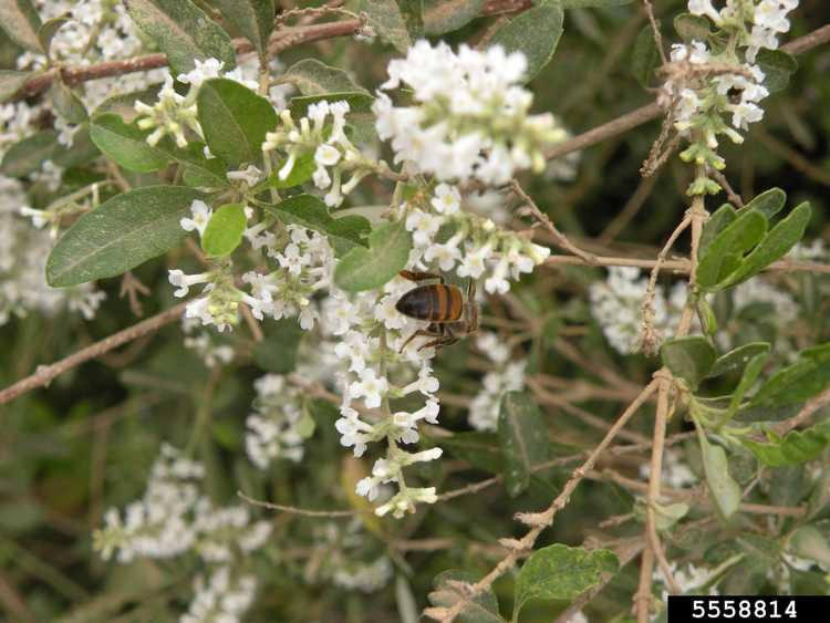 You are currently viewing Qu'est-ce que Beebrush : Apprenez à cultiver des plantes de Whitebrush