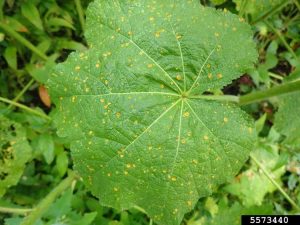 Lire la suite à propos de l’article Traiter la tache foliaire de la rose trémière – En savoir plus sur le contrôle de la tache foliaire de la rose trémière