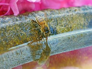 Lire la suite à propos de l’article Idées de bain d'abeilles : créer un bain d'abeilles pour votre jardin