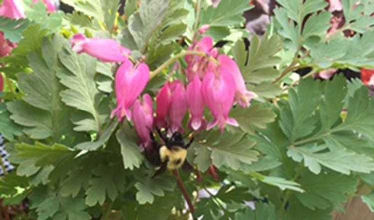 You are currently viewing Plantes respectueuses des abeilles pour les zones ombragées : plantes aimant l'ombre pour les pollinisateurs