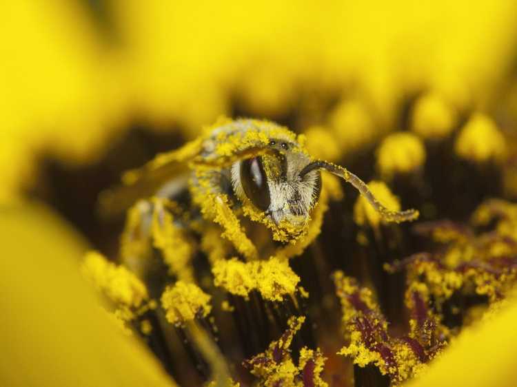 You are currently viewing Qu'est-ce que le pollen : comment fonctionne la pollinisation