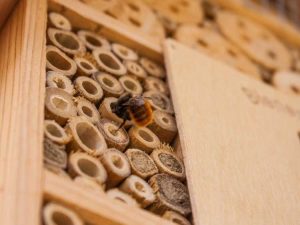 Lire la suite à propos de l’article Idées de nids d'abeilles bricolage – Comment créer une maison d'abeilles pour votre jardin