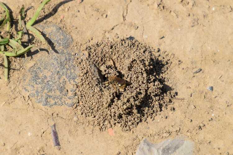 You are currently viewing Informations sur les abeilles minières : les abeilles minières sont-elles bonnes à avoir à proximité