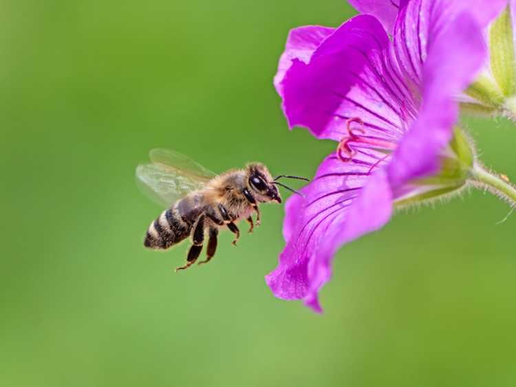 You are currently viewing Formes de fleurs et pollinisateurs – Attirer les pollinisateurs avec des formes de fleurs