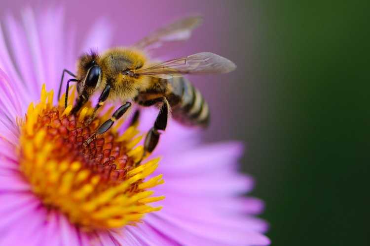 You are currently viewing Conseils pour attirer les abeilles – Plantes qui attirent les abeilles dans le jardin