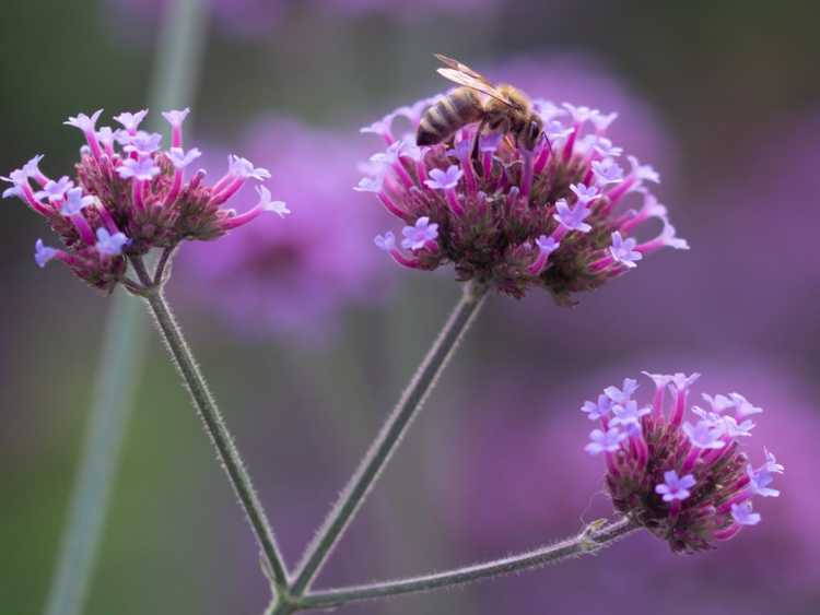 Lire la suite à propos de l’article Jardins de pollinisateurs : créer un jardin de pollinisateurs