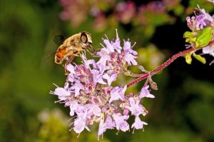 Lire la suite à propos de l’article Fleurs de marjolaine : pouvez-vous utiliser des fleurs de marjolaine