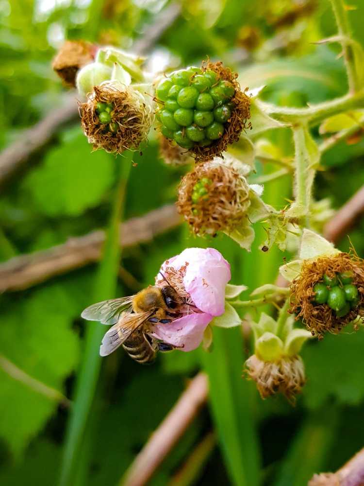 You are currently viewing Pollinisation des framboisiers : découvrez la pollinisation des fleurs de framboisier