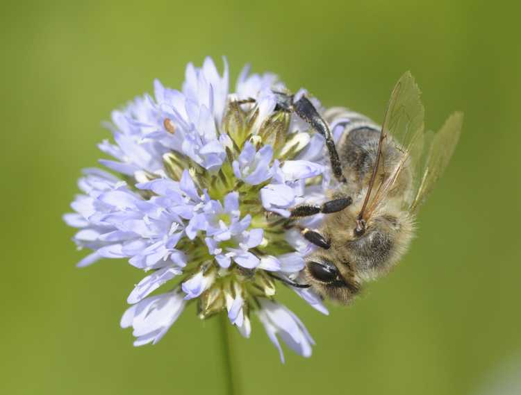 You are currently viewing Plante Globe Gilia : Conseils pour cultiver des fleurs sauvages Gilia