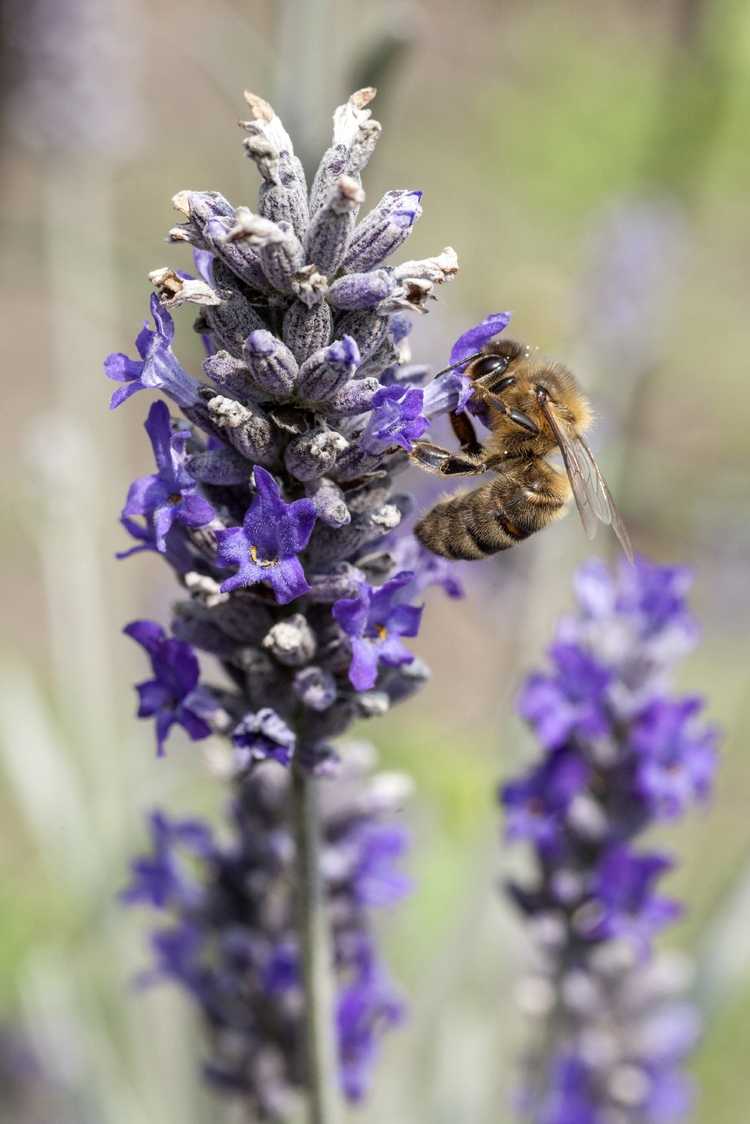 Lire la suite à propos de l’article Herbes à fleurs pour les abeilles : planter des herbes qui attirent les abeilles