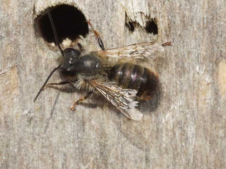 You are currently viewing Abeilles maçonnes : tout ce qu'un jardinier doit savoir