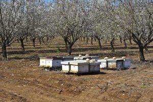 Lire la suite à propos de l’article Abeilles et amandes : comment les amandiers sont-ils pollinisés