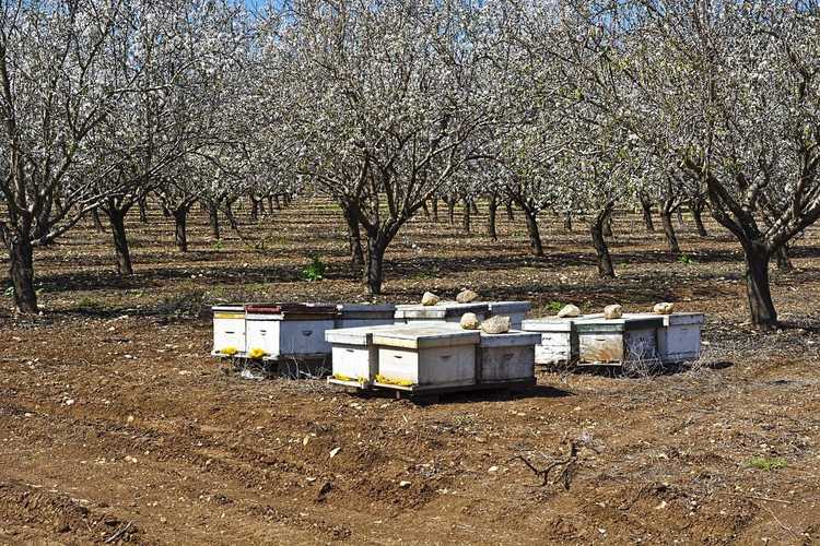 You are currently viewing Abeilles et amandes : comment les amandiers sont-ils pollinisés