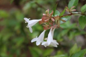 Lire la suite à propos de l’article Couper les plantes d'Abelia: comment et quand tailler Abelia