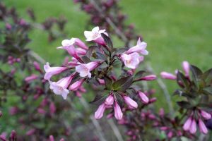 Lire la suite à propos de l’article Abelia ne fleurit pas – Conseils pour obtenir des fleurs sur les plantes Abelia