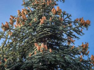 Lire la suite à propos de l’article Informations sur le sapin noble : prendre soin des sapins nobles dans les paysages