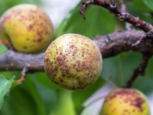 Lire la suite à propos de l’article Traiter les problèmes d'abricots : découvrez les maladies des abricotiers