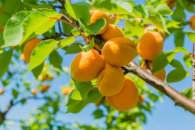 You are currently viewing Nourrir les abricotiers: quand et comment fertiliser un abricotier