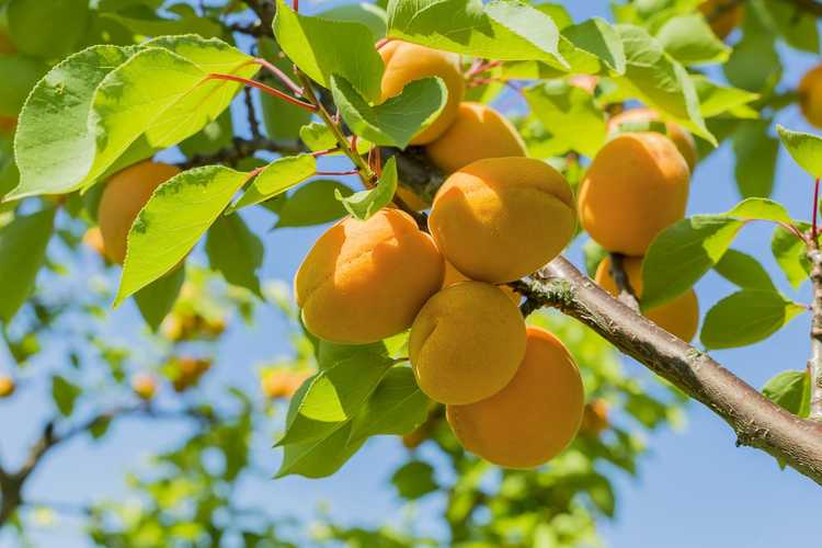 You are currently viewing Quelles sont les causes de l'engorgement des abricots : que faire pour les abricotiers gorgés d'eau