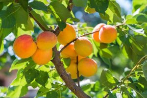 Lire la suite à propos de l’article Entretien des abricotiers: abricotier poussant dans le jardin potager