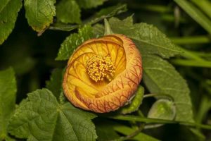 Lire la suite à propos de l’article Qu’est-ce qu’Abutilon ? Conseils pour l’entretien de l’érable à fleurs en extérieur