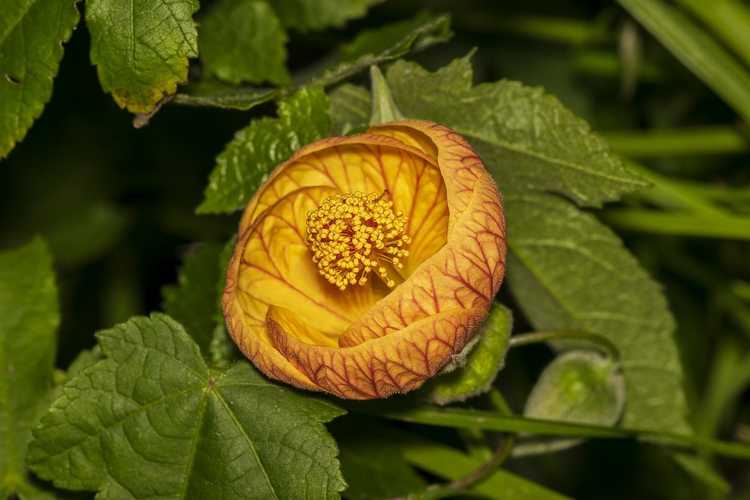 You are currently viewing Qu’est-ce qu’Abutilon ? Conseils pour l’entretien de l’érable à fleurs en extérieur