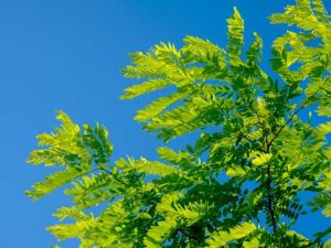 Lire la suite à propos de l’article Comment tailler les acacias – Conseils pour tailler un acacia