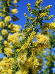 Lire la suite à propos de l’article Faits sur l'acacia Catclaw: Qu'est-ce qu'un acacia Catclaw