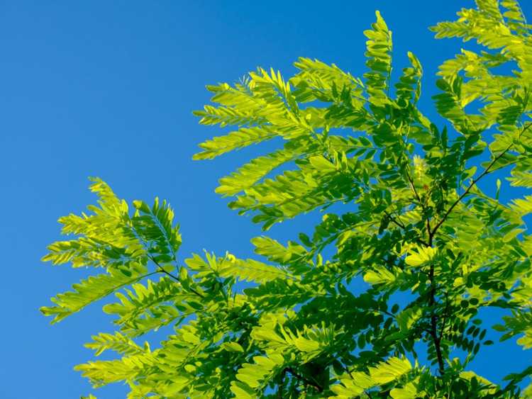 You are currently viewing Comment tailler les acacias – Conseils pour tailler un acacia