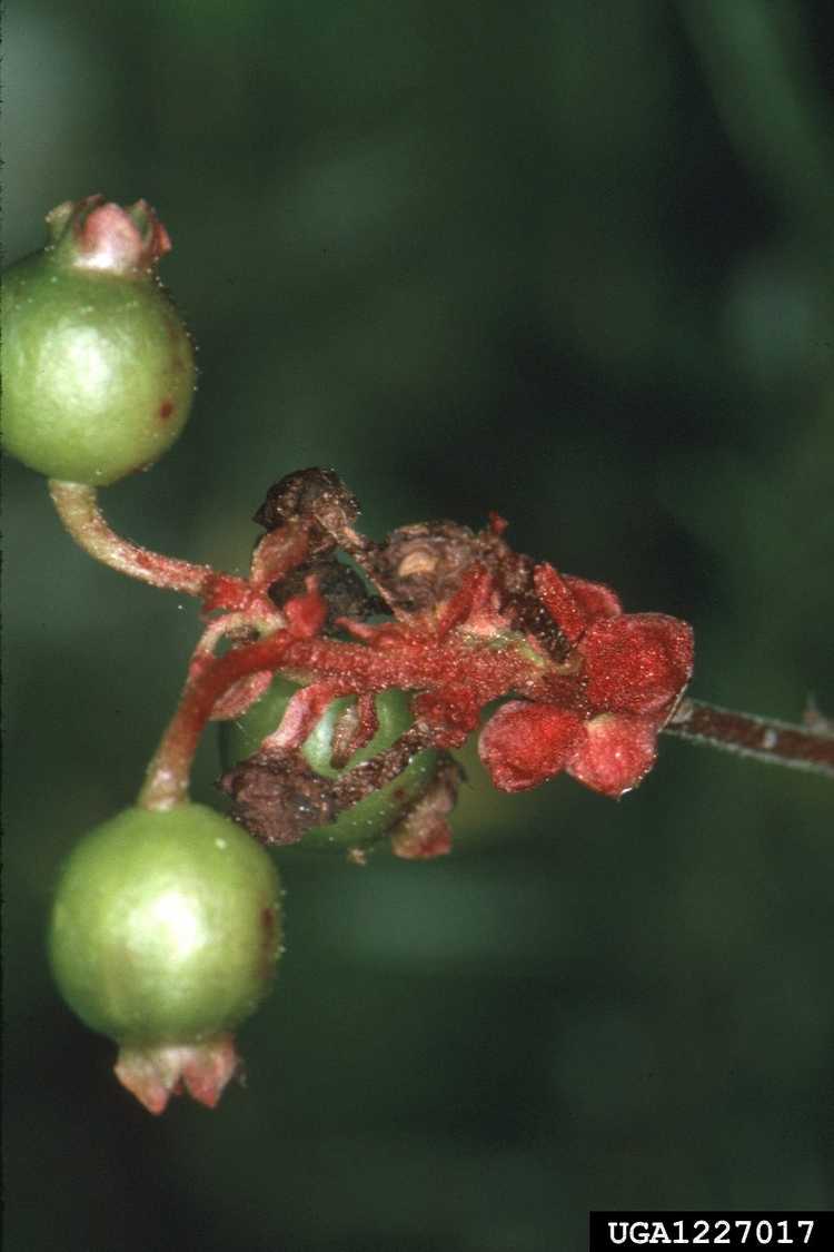 Lire la suite à propos de l’article Dommages causés par les acariens des bourgeons du bleuet – Comment contrôler les acariens des bourgeons du bleuet