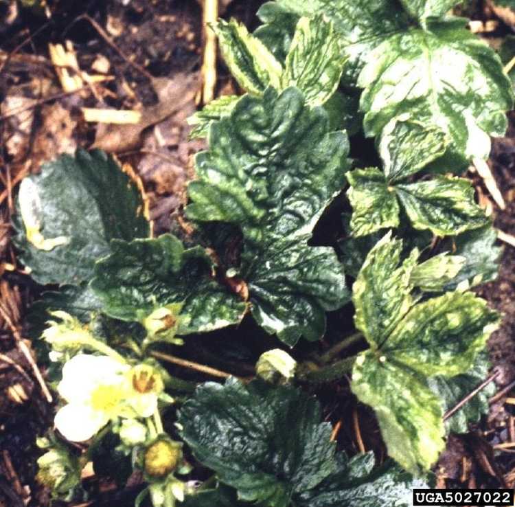 You are currently viewing Jaunissement des feuilles de cyclamen : solutions pour les feuilles qui jaunissent sur le cyclamen