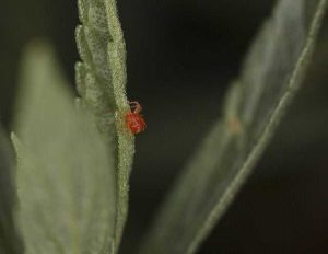 Lire la suite à propos de l’article Types d'acariens dans le jardin : acariens courants qui affectent les plantes