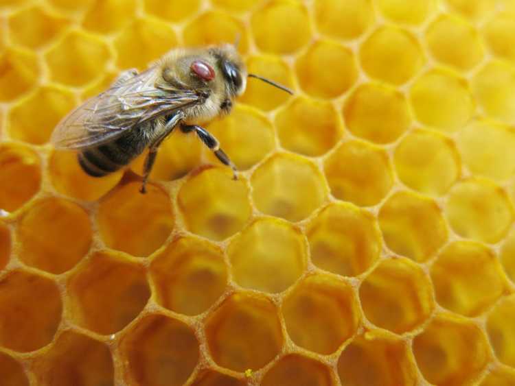 You are currently viewing Abeilles et acariens – Informations sur les acariens dans les ruches