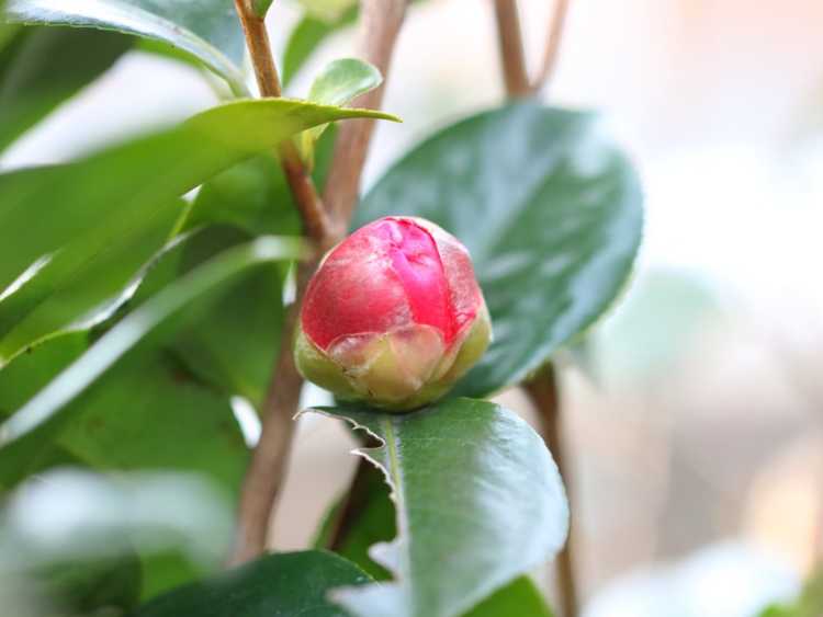 You are currently viewing Conseils pour traiter les acariens des bourgeons des camélias