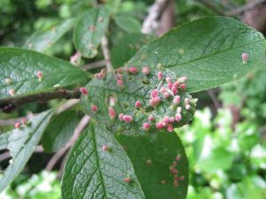 Lire la suite à propos de l’article Que sont les acariens ériophyidés : conseils pour lutter contre les acariens ériophyidés sur les plantes