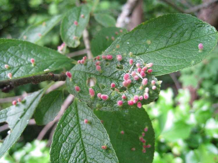 You are currently viewing Que sont les acariens ériophyidés : conseils pour lutter contre les acariens ériophyidés sur les plantes