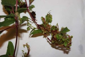Lire la suite à propos de l’article Galles des plantes fuchsia : conseils pour lutter contre les acariens des galles fuchsia
